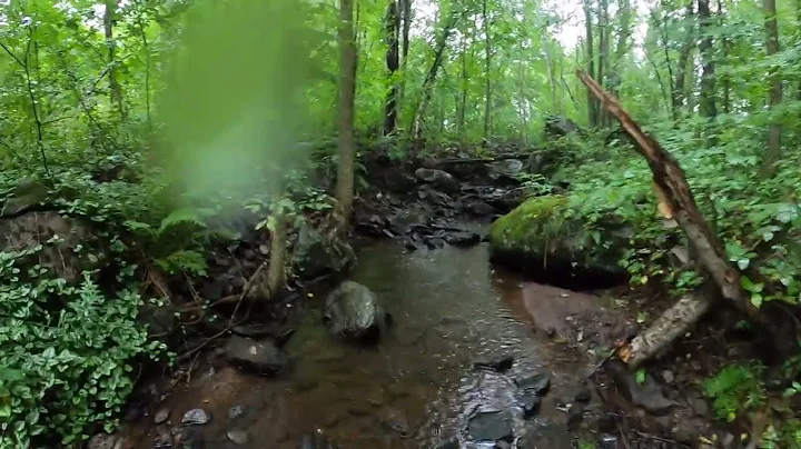 A Segment of Joseph-Langlois Stream