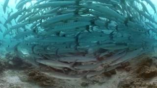 ملف تفاعلي بانورامي بتقنية 360 درجة من اعماق البحار وسط أسمك الباراكودا.