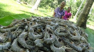 Prawns Recipe ❤ Prawns / Shrimp Stew prepared in my Village by Grandma | Village Life