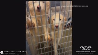 1 dog dead, 2 rescued after being left inside a Jacksonville home for 13 days in poor conditions: AC