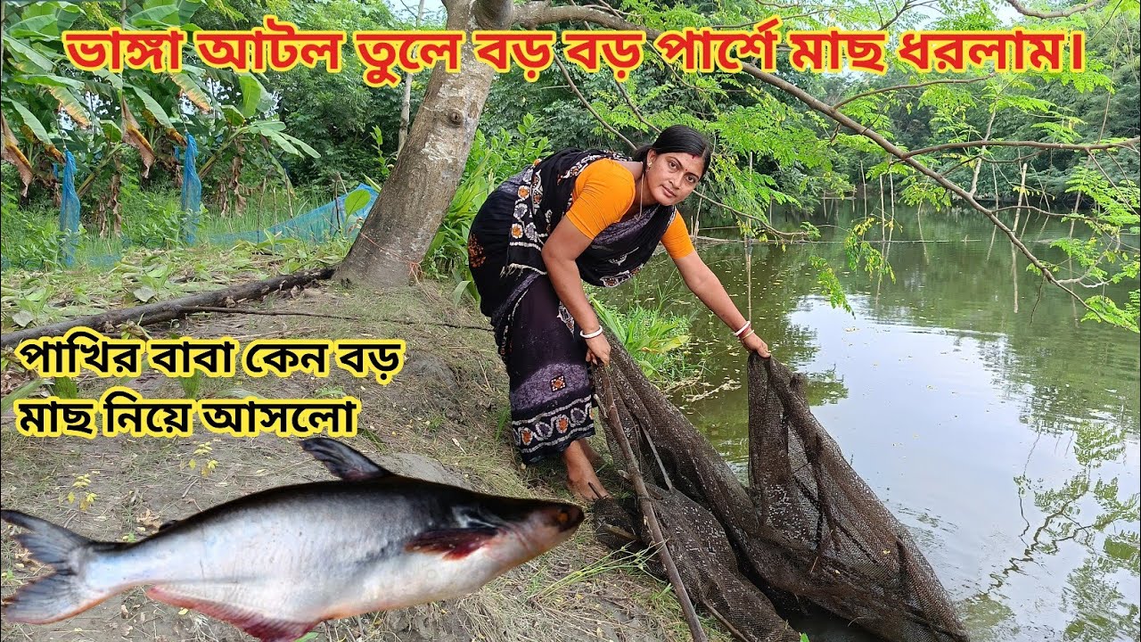 ভাঙ্গা আটল তুলে বড় সাইজের পার্শ্বে মাছ ধরলাম!পাখির বাবা বড় মাছ নিয়ে আসলো||Nandita Sundarban life 