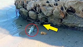 Když rybář uviděl TOHLE na břehu, oněměl úžasem. Nikdy předtím nic takového nezažil!