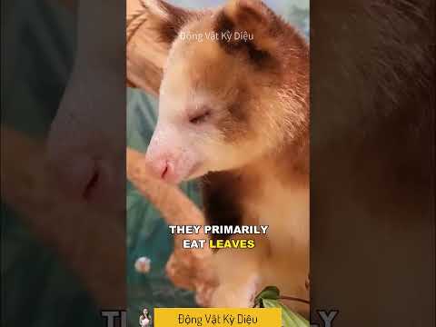 Video: Chuột túi cây là một loài động vật tuyệt vời