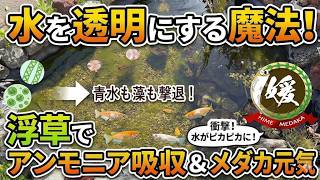 魔法のクリアウォーター作り！浮草でメダカ水槽の青水＆アオミドロを撃退！【ビオトープ】