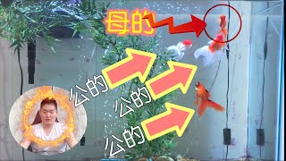 三只公的一只母的 母的都被宠上天了 【天蓬】