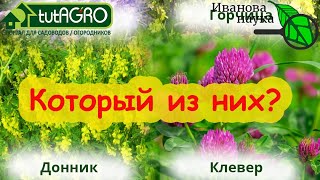 НАЗВАН ЛУЧШИЙ СИДЕРАТ ВМЕСТО НАВОЗА! Узнайте первыми! Навоз больше не покупаю - он ВРЕДЕН для почвы.