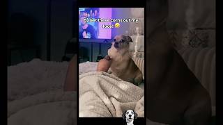 DRAMATIC DOGS That Deserve An Oscar 😂 #dogs #funnydog #trynottolaugh #animals #husky