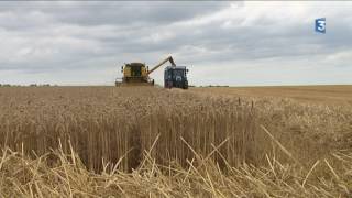 Bilan des moissons 2017 dans la plaine de Caen