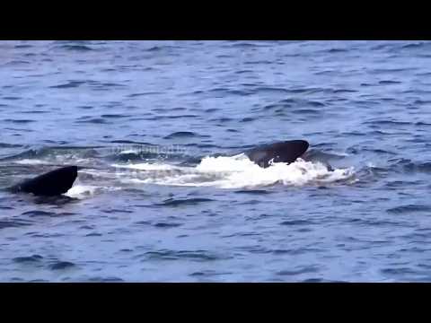 Arrival of southern right whales on South African coasts delights observers