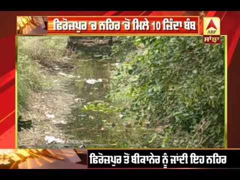 Ferozpur `ਚ ਨਹਿਰ `ਚੋਂ ਮਿਲੇ ਜ਼ਿੰਦਾ Bomb | ABP Sanjha |