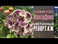 Милые БИГЛИПЧИКИ в МаксиДОМе на Богатырском пр. ОБЗОР ОРХИДЕЙ и декоративнолиственных растений.