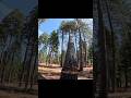 Falling a Big Pine Tree 🌲 #tree #treeremoval #treework #shortvideo #sthilms500i #chainsaw #wood