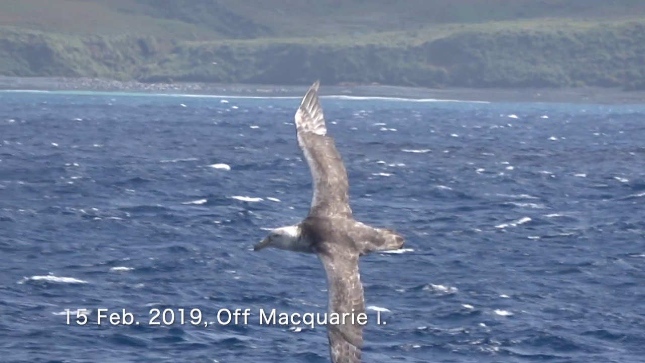 Southern Giant Petrel Macronectes Giganteus Feb 19 Southern Ocean Youtube Southern Giant Petrel Macronectes Giganteus Feb 19 Southern Ocean Youtube