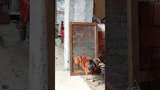 মোরগ যখন জীবনে প্রথমবার আয়না দেখে 😂 screenshot 1