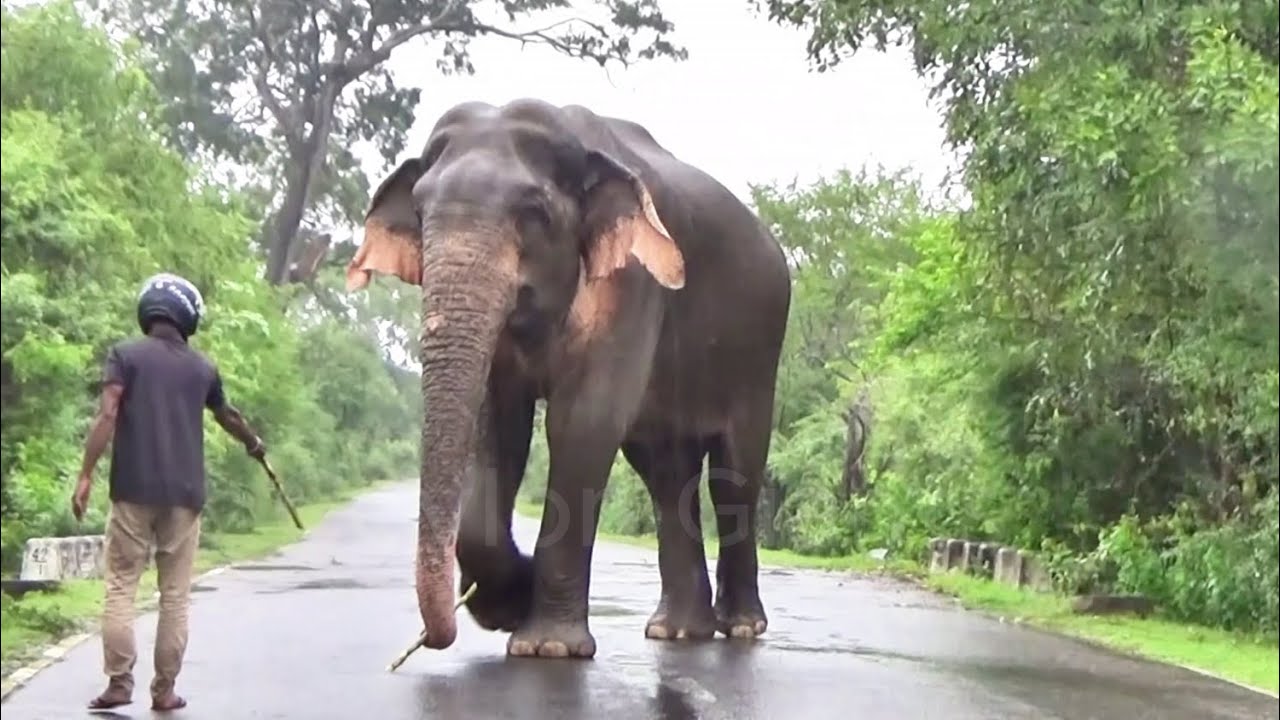 Friendly and fierce: Elephant stops traffic for food!
