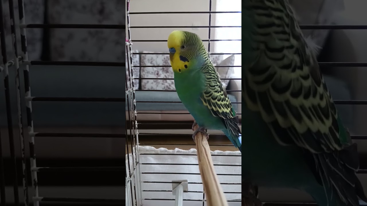 Konuşan Muhabbet Kuşu #muhabbetkuşu #birdsong #talkingparot #budgies #parrot #kuşbakımı #birds