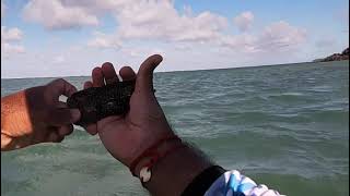 The honeycomb grouper Release em all day