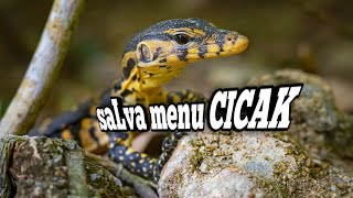 biawak air /varanus salvator || tes makan cicak