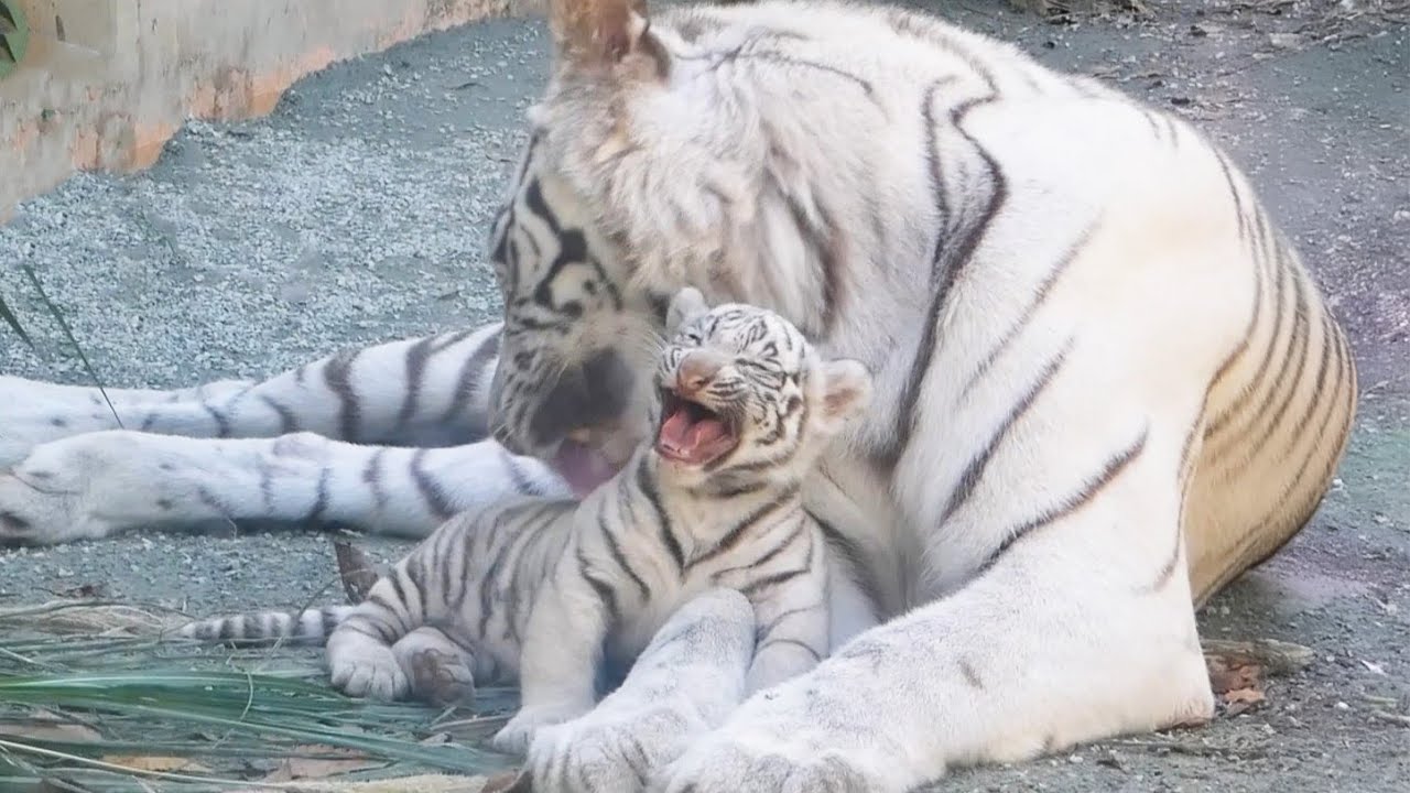 Взрыв милоты! Сигурэ хочет любви и внимания мамы ❤️