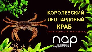 видео: Королевский леопардовый краб (Parathelphusa pantherina). картинка: Королевский леопардовый краб (Parathelphusa pantherina).