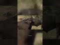 One Mistake and the Lion DIES #wildlife #viral #hunting #lion