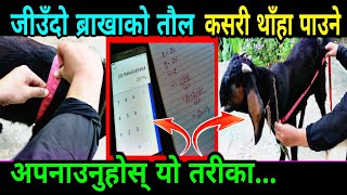 khasi boka ko weight napne sutra|| Pgcmix||जीउँदो खसी बोकाको तौल कसरी नीकाल्ने हेर्नुहोस् यो भिडीयो