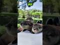 Would You Keep This Cute Otter?🦦😍#shortsfeed #animals #pets #cute #viral #otter #facts #shorts