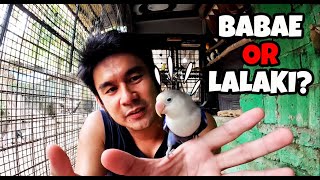 Download Lagu SIMPLENG PARAAN PARA MALAMAN KUNG BABAE O LALAKI ANG IBON MO! MP3