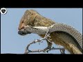 Mongoose Climbs Tree To Destroy Snakes So Brutally