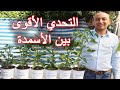 تحدي بين أفضل خمسة أسمدة على النباتات, A Challenge Between the Best Five Fertilizers on Plants