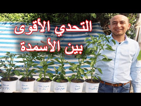 فيديو: سماد رائحة الشاي - يساعد في الحصول على شاي السماد ذو الرائحة الكريهة