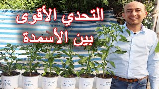 A Challenge Between the Best Five Fertilizers on Plants