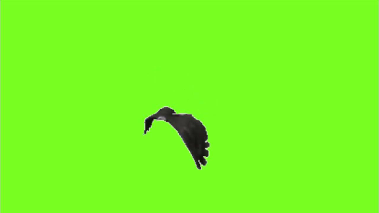 Eagle green screen. футаж орел. орёл футаж для эдита. футаж орел. орел на хромакее.