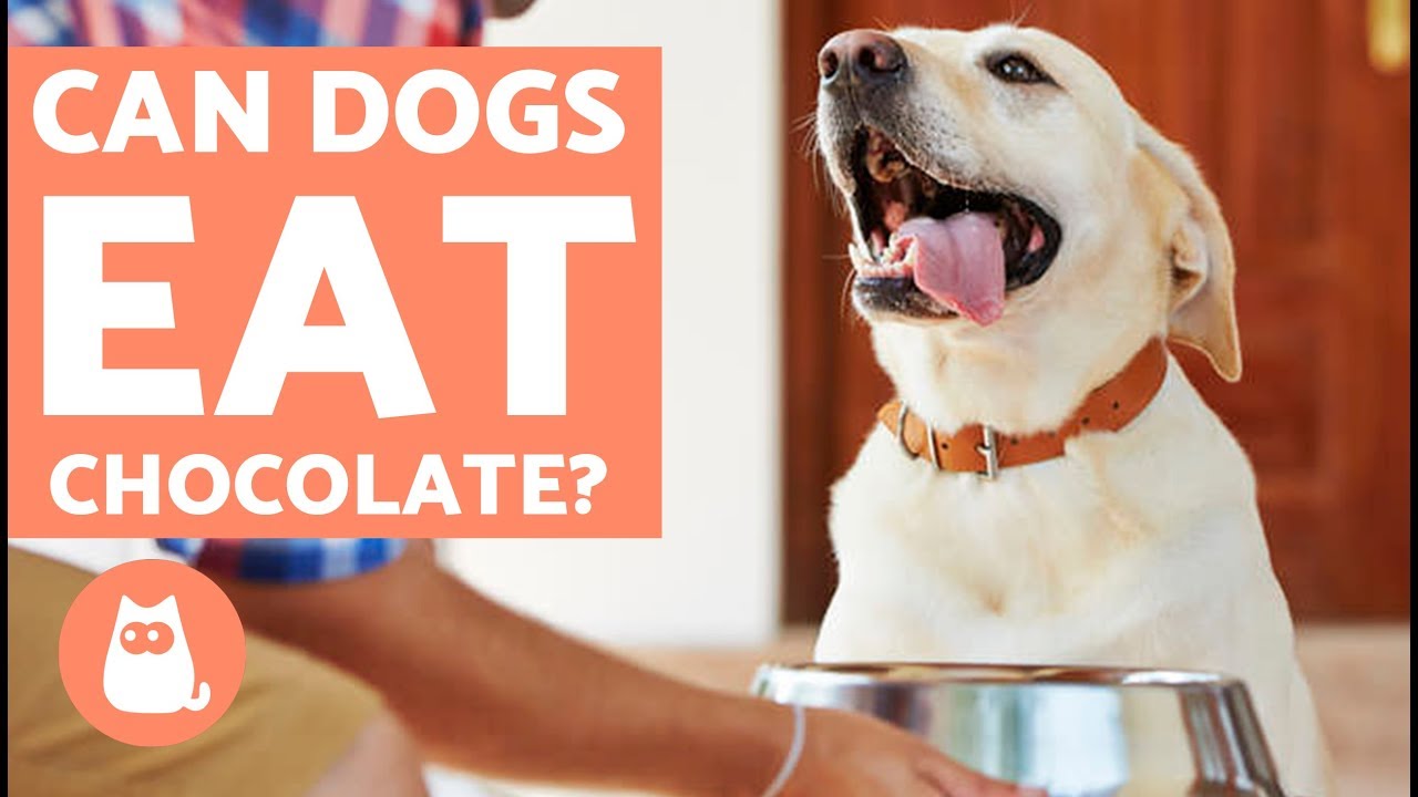 will a dog get sick from eating chocolate