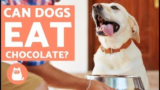 Have you ever wondered what happens when dogs eat chocolate? we love
our pets and are tempted to give them treats whenever they us those
imploring looks...