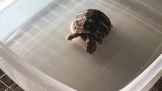 Hermann Tortoise [Sheldon] Bath/Soak