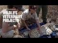 Wildlife veterinary experiences in africa