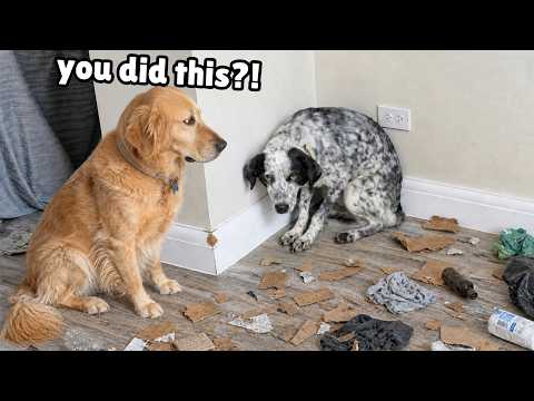 We Rescued a Dog Born in the Wild... She Became Our Biggest Nightmare