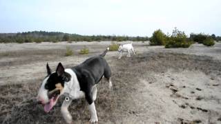 Bull Terriers In The Lunar Desert