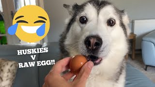 Huskies Hilarious Reaction To Raw Eggs Challenge! [FUNNIEST REACTIONS!!]