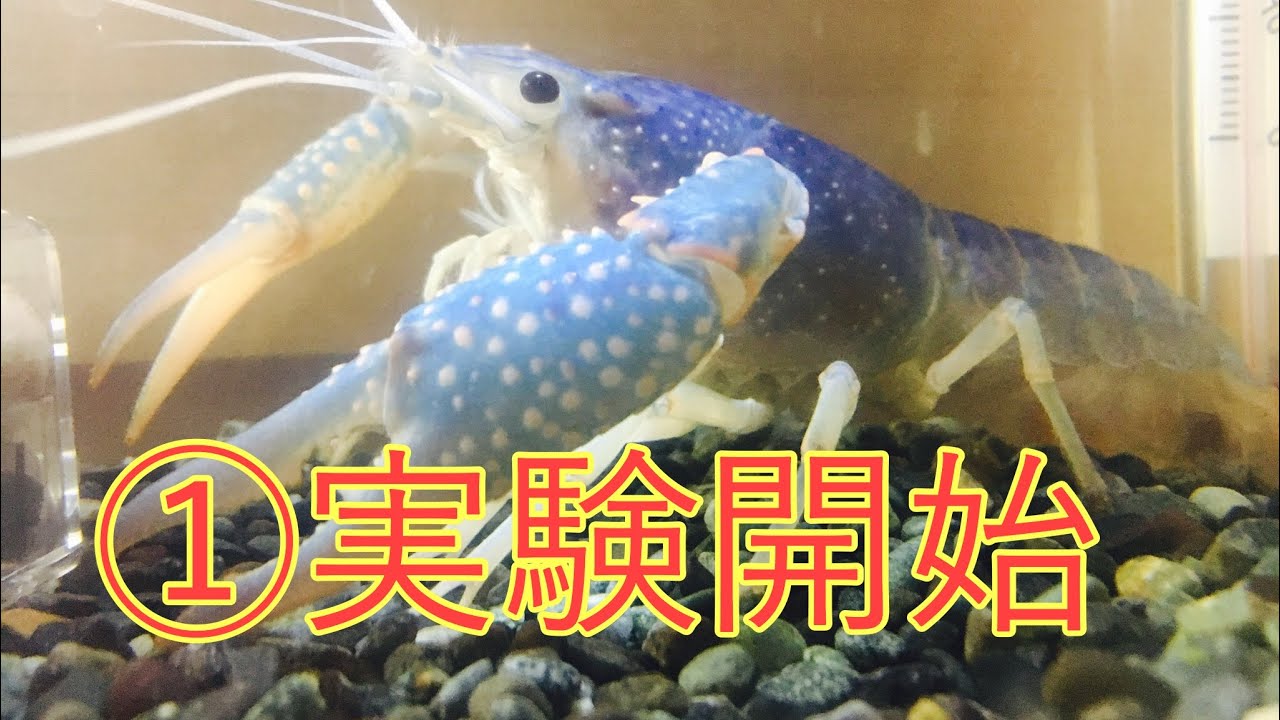 アメリカザリガニ体色変化実験 Youtube