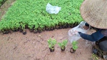 Bán buôn cây cỏ lạc 0977973535