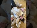Buried By A Puppy Avalanche 
