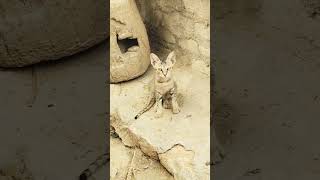 cute cat #foryou #lifeisbutadream #trending #cat #funny