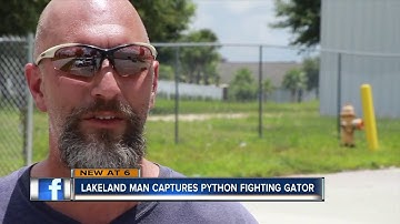 Video shows Florida man catch python as it strangles gator