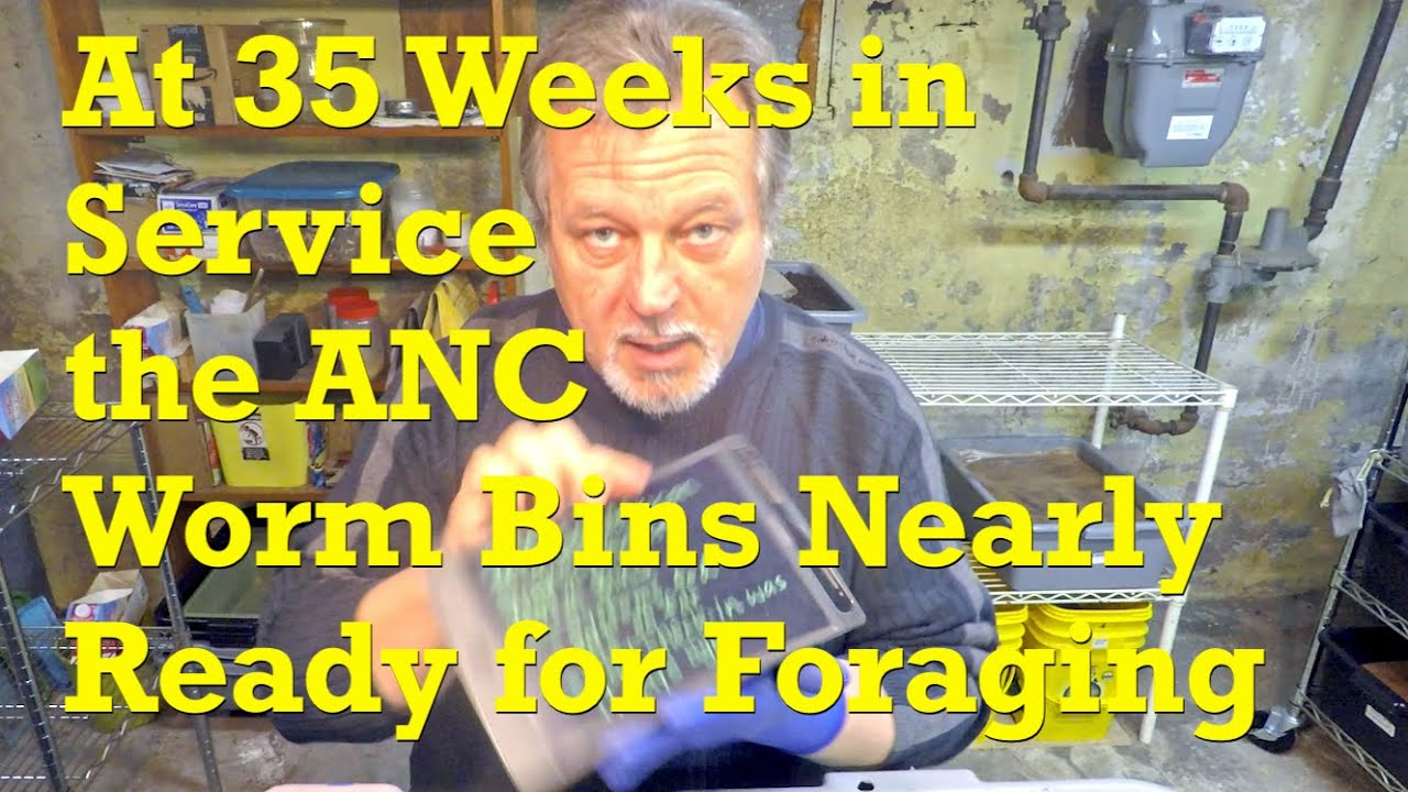 Gearing up the 245-day ANC worm bins for a smooth transition to foraging, soon - vermicompost