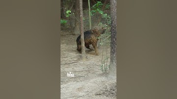 GLOCK HOG HEADSHOT! - Keith Warren
