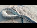 Sea snake 🐍 Death ☠ in Kovalam Beach 🏖