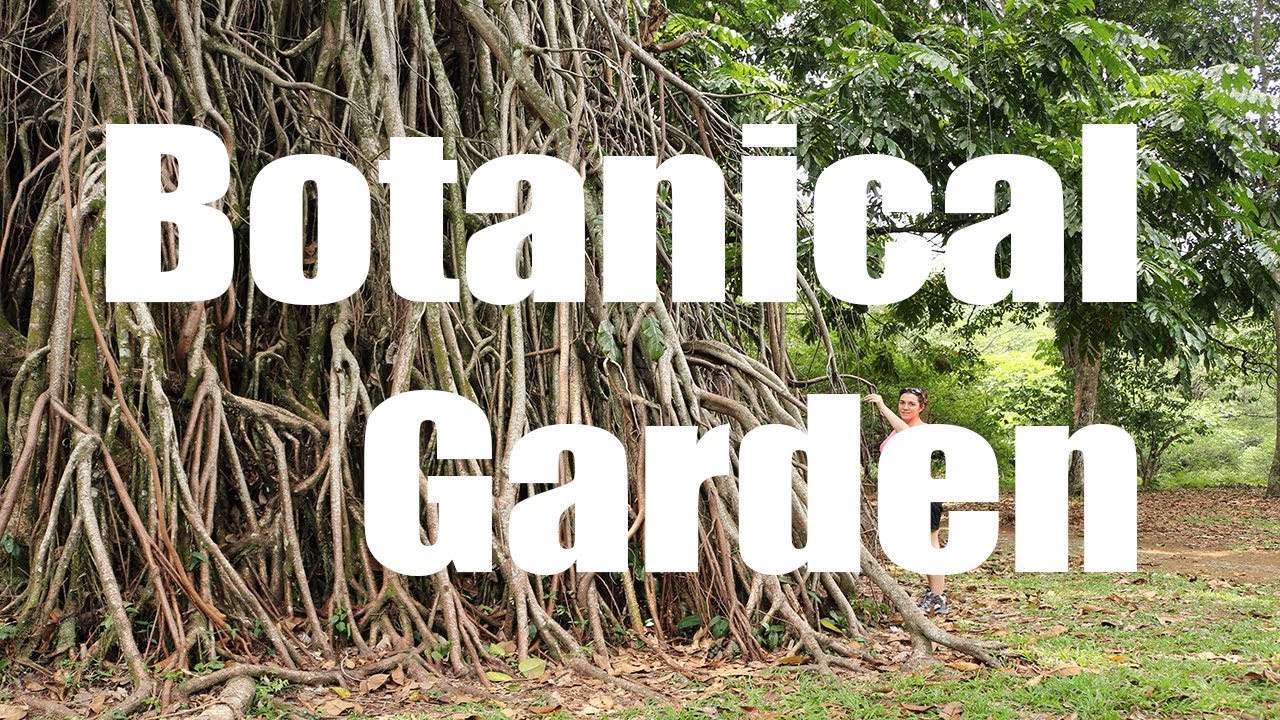 Bogor Botanical Garden Indonesia Canon Hd Virtual Trip Bogor Botanical Garden Indonesia Canon Hd Virtual Trip