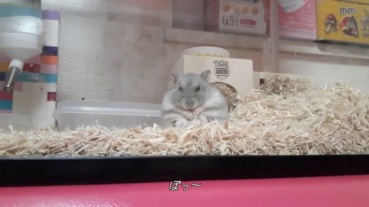 ひま 目を開けて寝てるの 1 ｼﾞｬﾝｶﾞﾘｱﾝﾊﾑｽﾀｰ Youtube